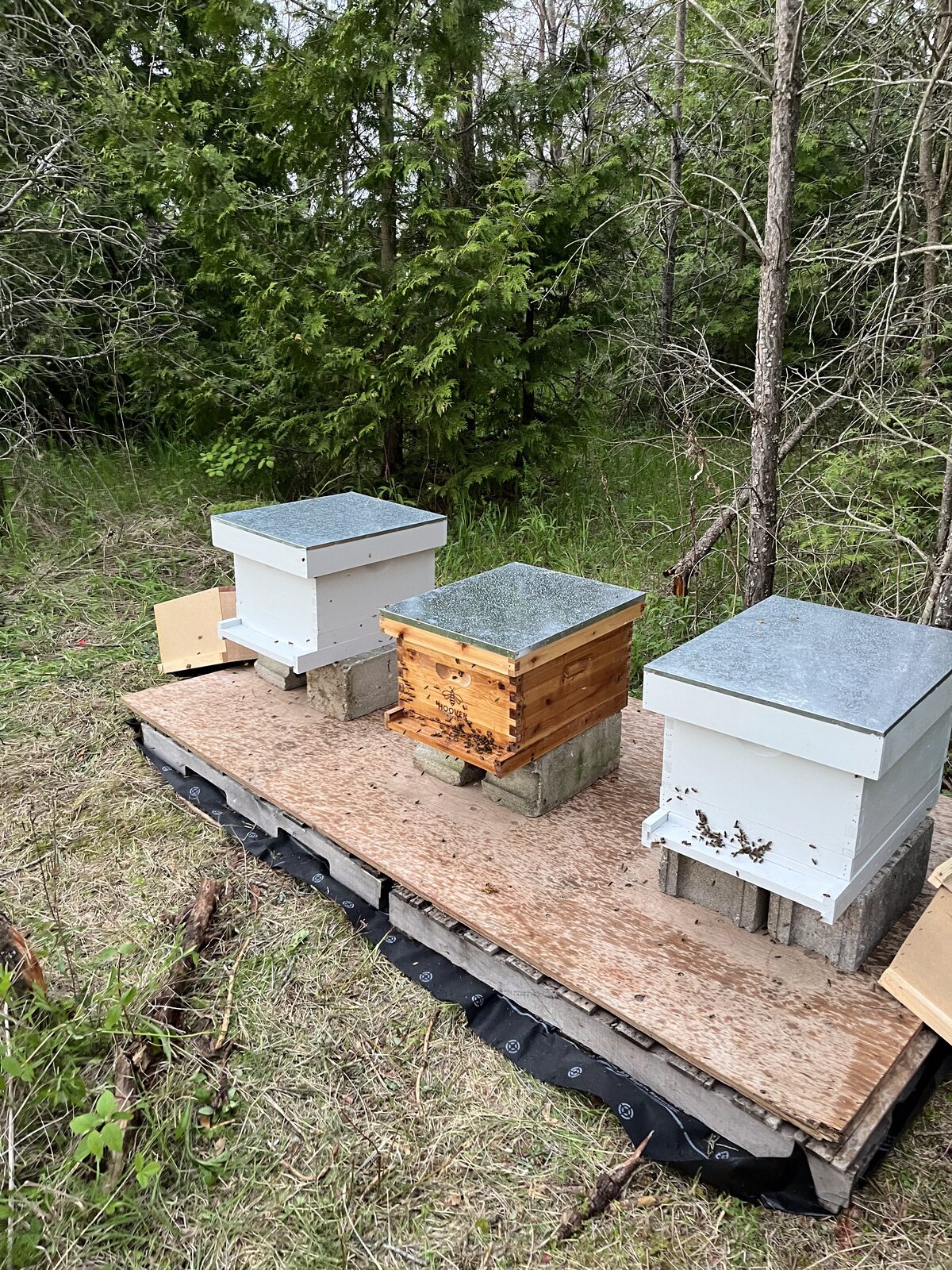 Biodiverse Farm - beehives in meadow