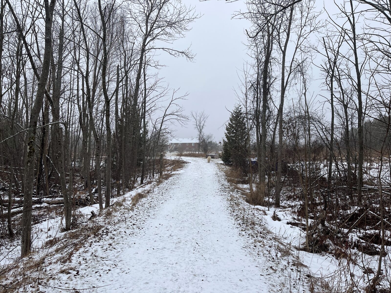 Snowy trail through the farm